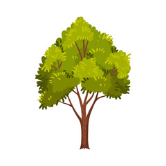 Green Tree as Perennial Plant with Trunk, Branches and Leaves Vector Illustration