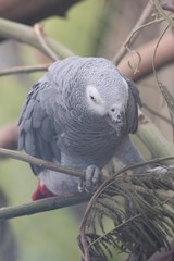 Fototapeta premium Beautiful gray bird parrot 