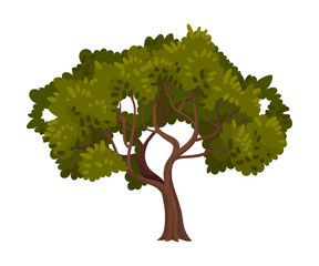 Green Tree as Perennial Plant with Trunk, Branches and Leaves Vector Illustration