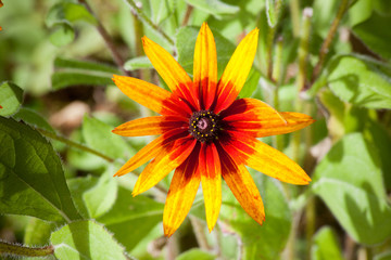 flowers in the outdoors garden 