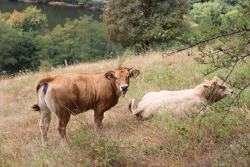 
Aubrac cow, aveyron region, france
