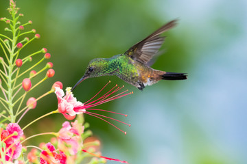 Fototapeta premium Copper-rumped hummingbird feeding on a Pride of Barbados flower. hummingbird in garden, small tropical bird, bird in flight, hovering hummingbird, bird in natural habitat