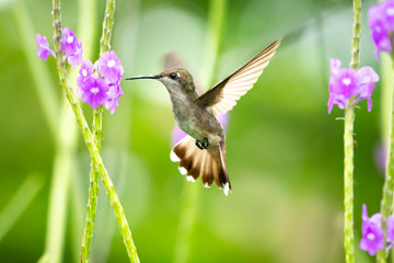 A female Ruby Topaz hummingbird feeding on Vervain plant. hummingbird in garden, small tropical bird, bird in flight, hummingbird feeding on tropical flower. Bird in natural habitat.