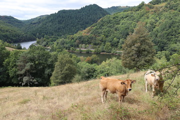 Fototapeta na wymiar Aubrac cow, aveyron region, france
