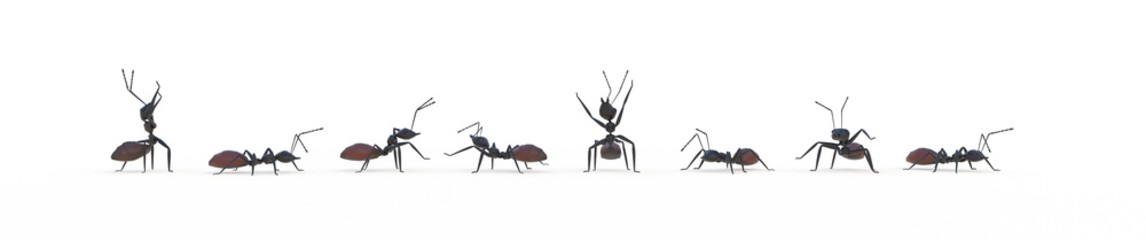 groupe de fourmis sur fond blanc