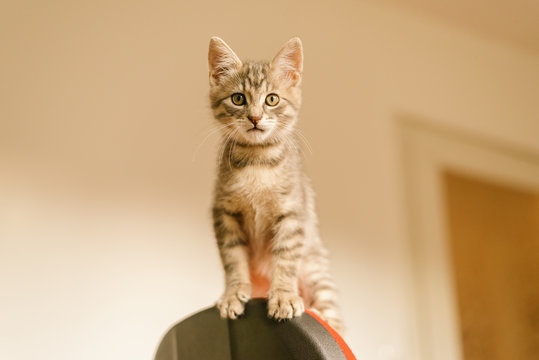 cat on a chair