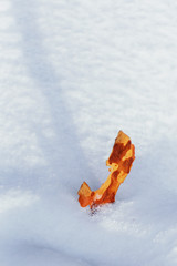 Abstract background with a piece of pine bark lying on fresh snow