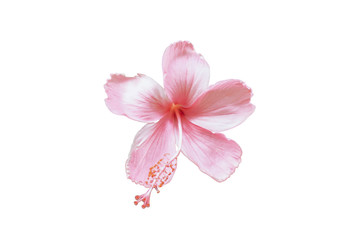 Obraz na płótnie Canvas Close up pink hibiscus flower on white background