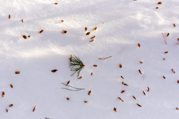 Abstract background with pine cone pieces and pine needles on fresh snow