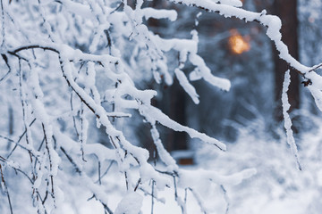 Obraz premium Abstract background with snow-covered branches on blurred background