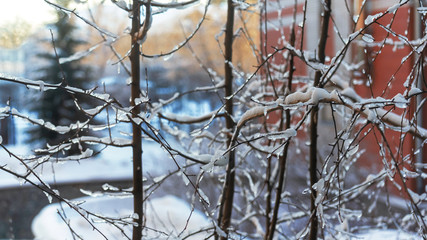 Ice-covered thin branches of trees in winter