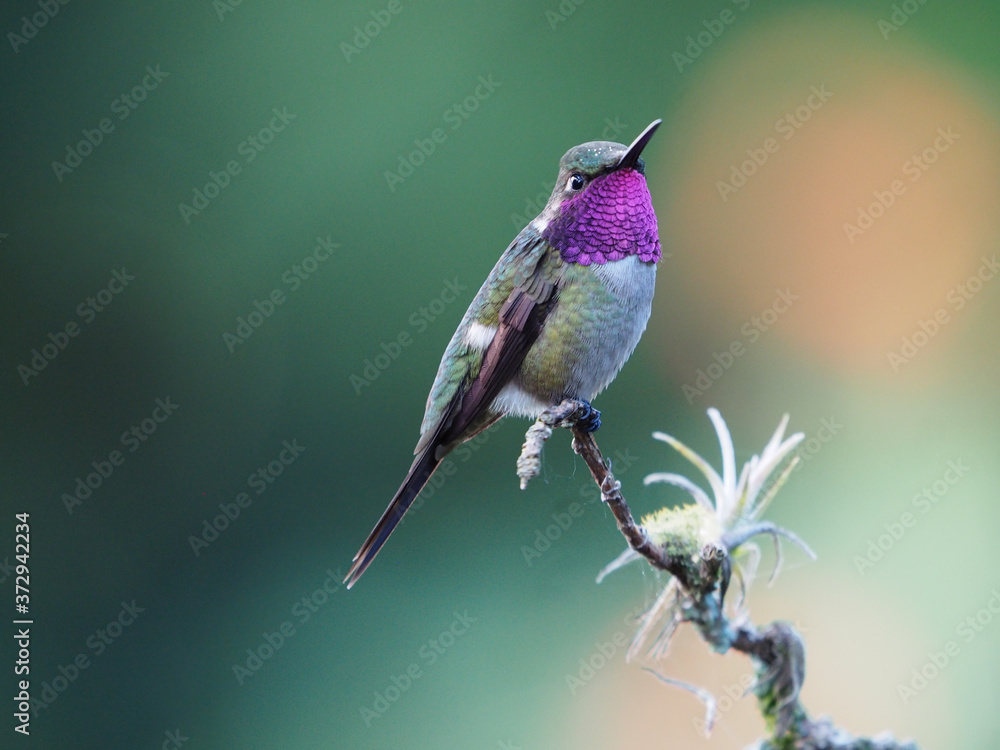 Poster closeup of a bird sitting on the branch of a tree
