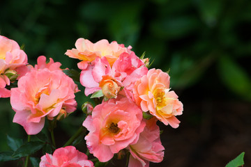 Obraz na płótnie Canvas Apricot Drift Shrub Rose in the garden