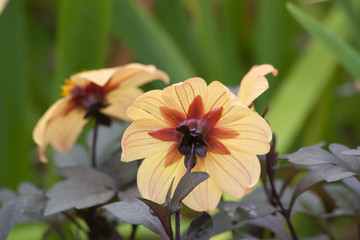 Garden with yellow flowers