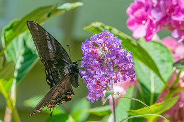 Black swallowtail butterfly perched on purple butterfly bush flowers in garden