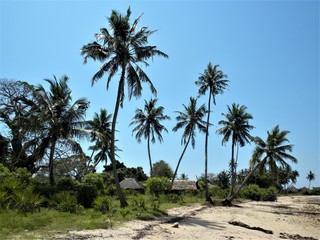Fototapeta na wymiar Diani beach Kenya 