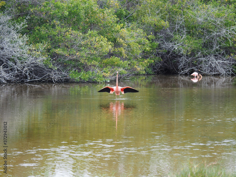 Poster beautiful flamingo reflecting in a lake at daytime