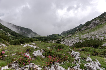 Meadow and mountains in the Bavarian Alps. Germany
