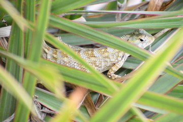 garden lizard on a plant