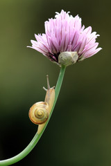 Schnecke kriecht an einer Blume entlang