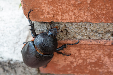 big Beetle in the street