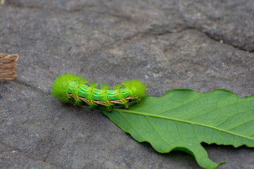Caterpillar in the mountains.