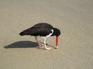 Closeup shot of an oystercatcher