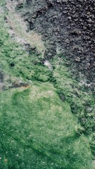 Abstract Green Natural Spring with a Dark Grey Rocky Edge