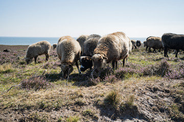 Fototapeta na wymiar Schafe in der Braderuper Heide auf Sylt