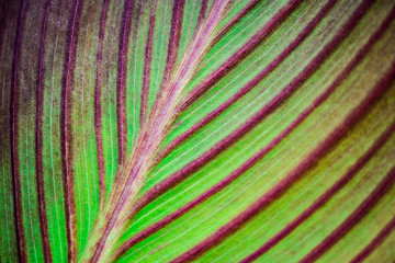 A leaf of a tree with veins. Macro shooting. Natural natural background. Concept for design. Ecology