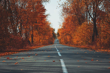 Fototapeta premium Empty asphalt road in autumn fall forest. Autumnal background. Selective focus