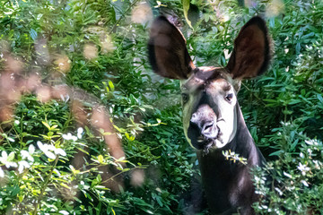 portrait of an Okapi eating leaves