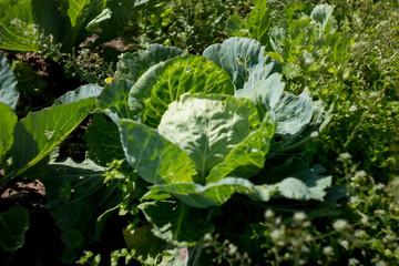Naklejka premium cabbage growing in the garden