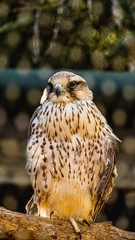eagle owl in the zoo