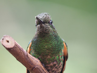 Closeup shot of a rufous hummingbird perched on a tree branch with a blurred background