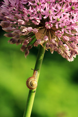 Schnecke kriecht an einer Blume entlang