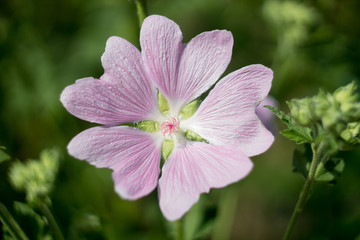 pink and white flower