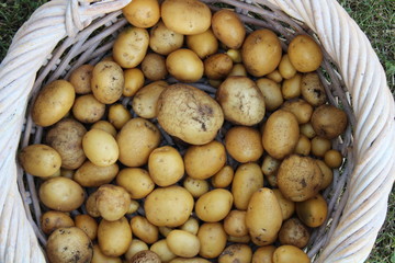Geerntete Kartoffeln in einem Korb