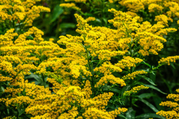 field of yellow flowers