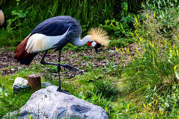 African crowned crane preening. Calgary Zoo, Calgary, Alberta, Canada