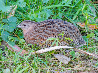 Brown Quail hiding in the grass. bird Island, New Zealand