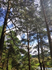 pine forest on the high bank of the river at the sunny day