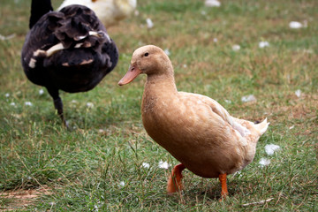 Duck at a UK farm