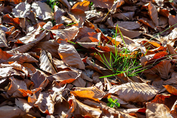 fallen autumn leaves