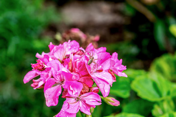 pink flowers in the garden