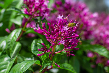 bee in the flowers