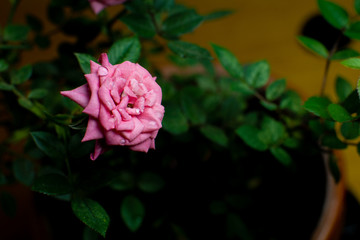 pink rose in garden