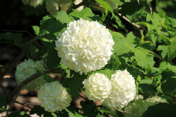 Gef&uuml;llter Schneeball