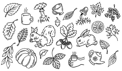 Line art autumn illustrations set. Collection of outline autumn decorations, black silhouette. Acorns, leaves, mushrooms, mugs isolated on white background.