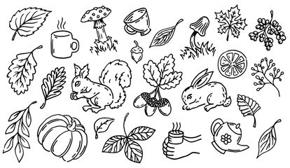 Vector line art autumn illustrations set. Collection of outline autumn decorations, black silhouette. Acorns, leaves, mushrooms, mugs isolated on white background.